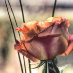 Rose HDR by Brigitte Fredensborg