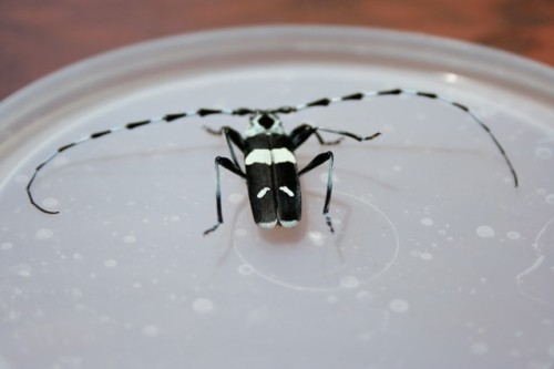 Banded Alder Beetle by Mark Rigney